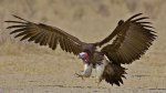Afrikanskij-ushastyj-grif.jpg