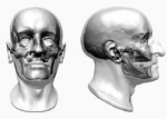 Dante Alighieri Facial Reconstruction dante-skull.png